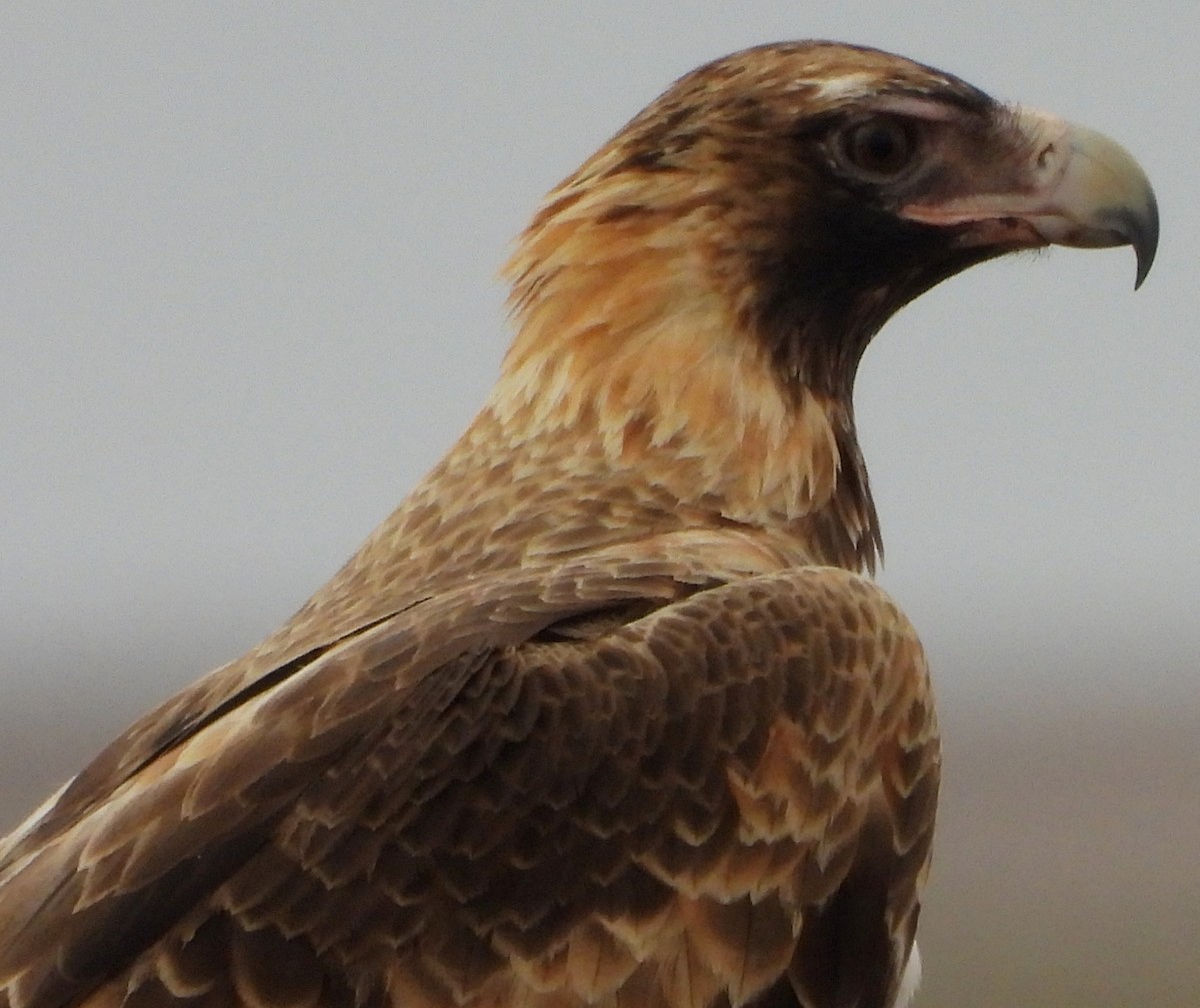 Wedge-tailed Eagle - Rodney van den Brink