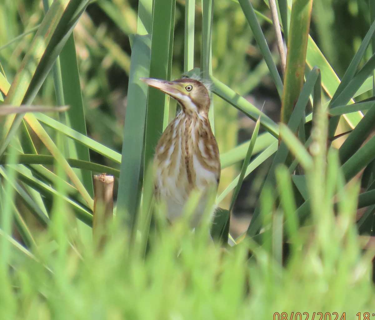 Least Bittern - ML622122679