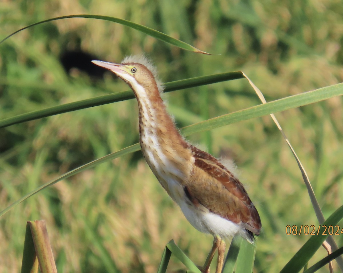 Least Bittern - ML622122680