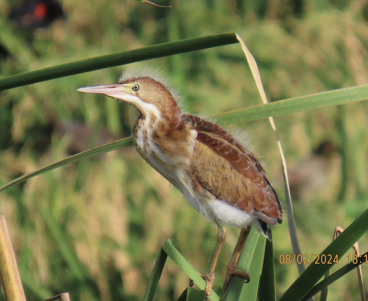 Least Bittern - ML622122681