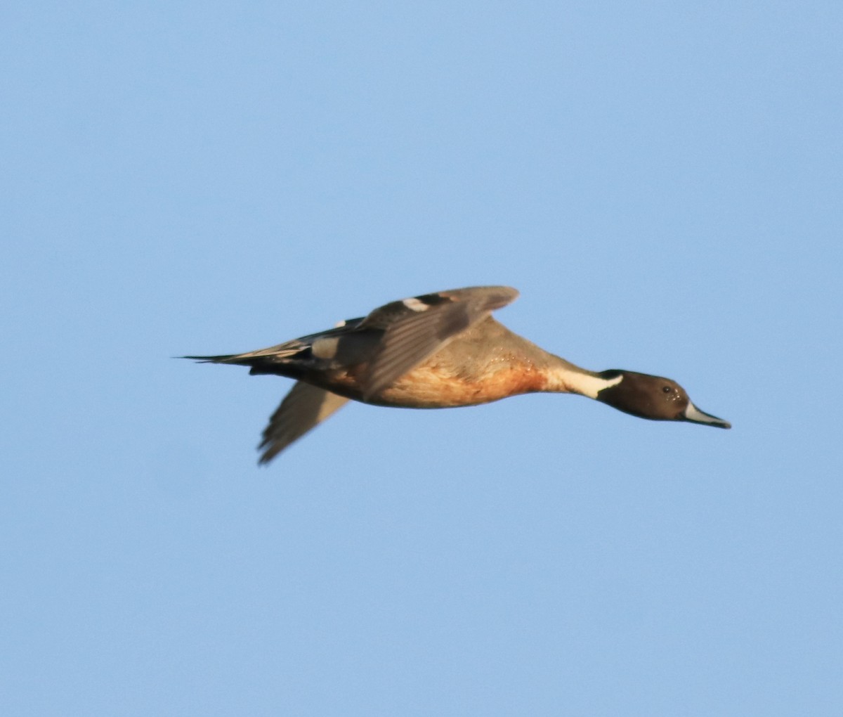 Northern Pintail - ML622122682