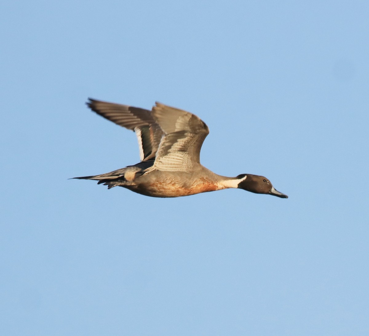 Northern Pintail - ML622122683