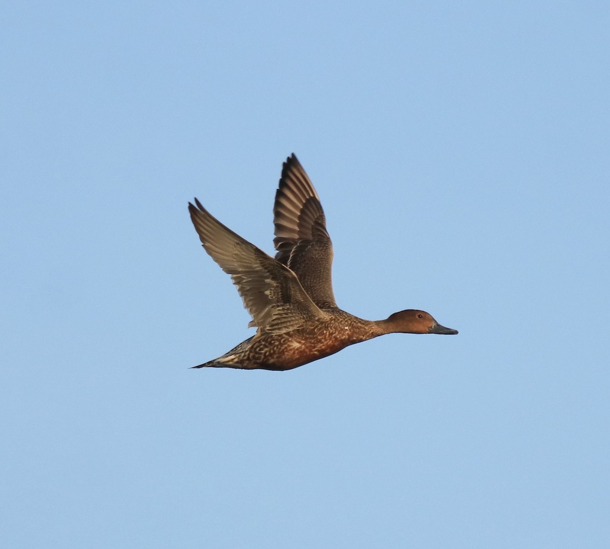 Northern Pintail - Afsar Nayakkan