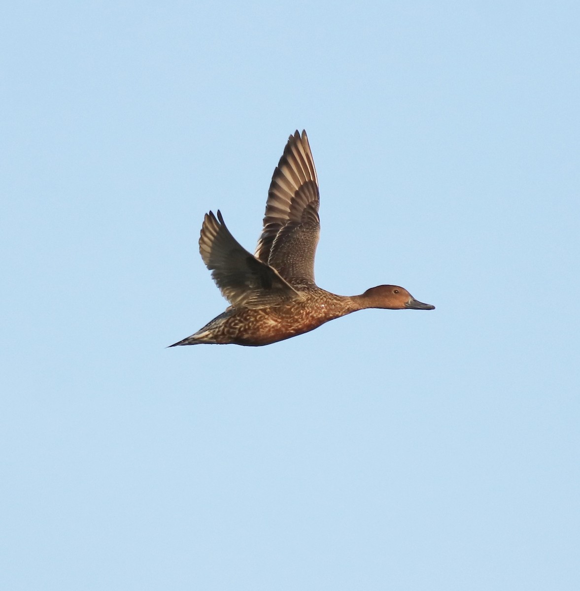 Northern Pintail - ML622122685