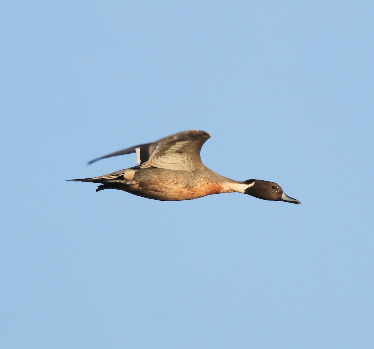 Northern Pintail - ML622122686