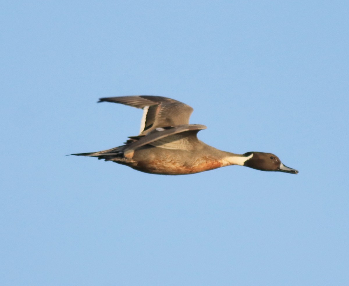 Northern Pintail - ML622122687