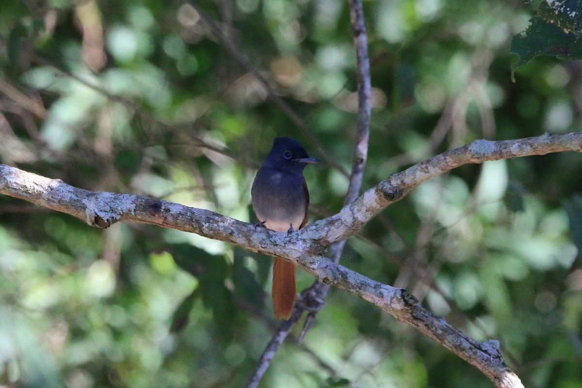 African Paradise-Flycatcher - Wigbert Vogeley