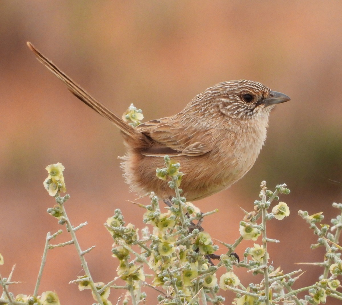 Thick-billed Grasswren - ML622122694