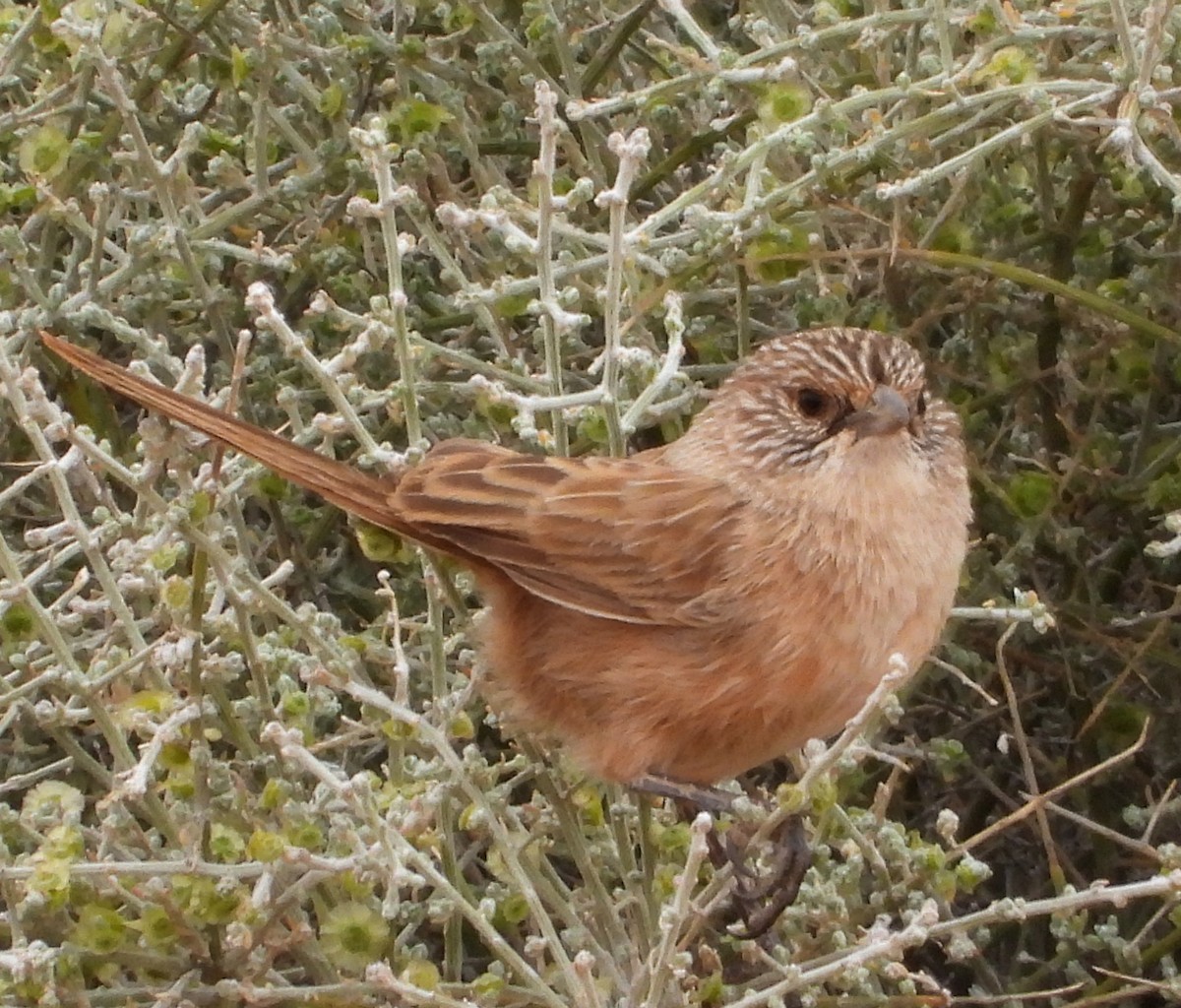 Thick-billed Grasswren - ML622122695