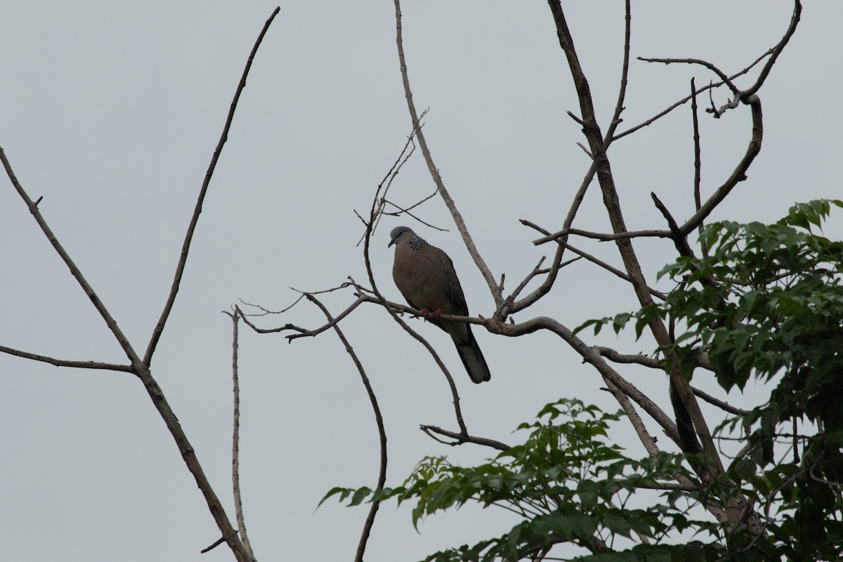 Spotted Dove - ML622122703