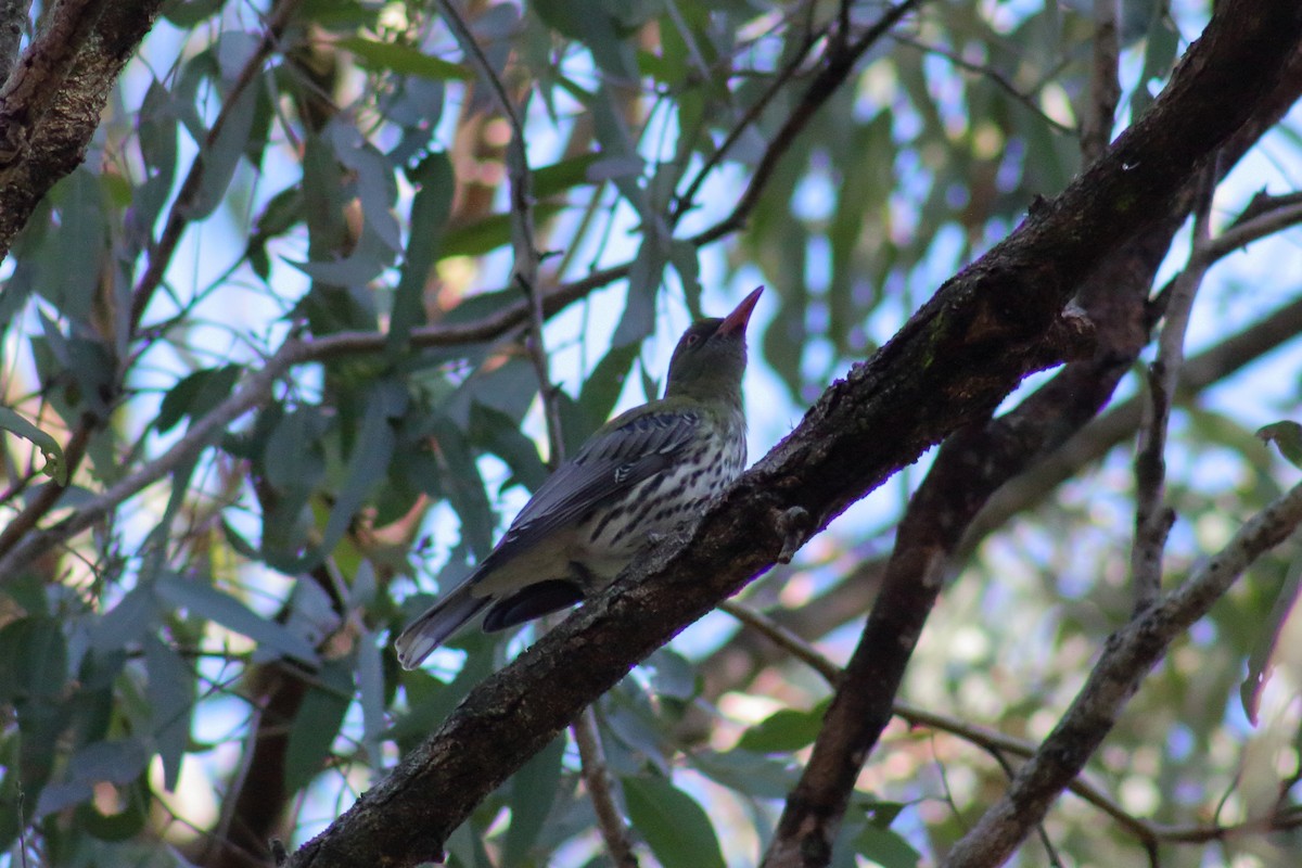 Olive-backed Oriole - ML622122705