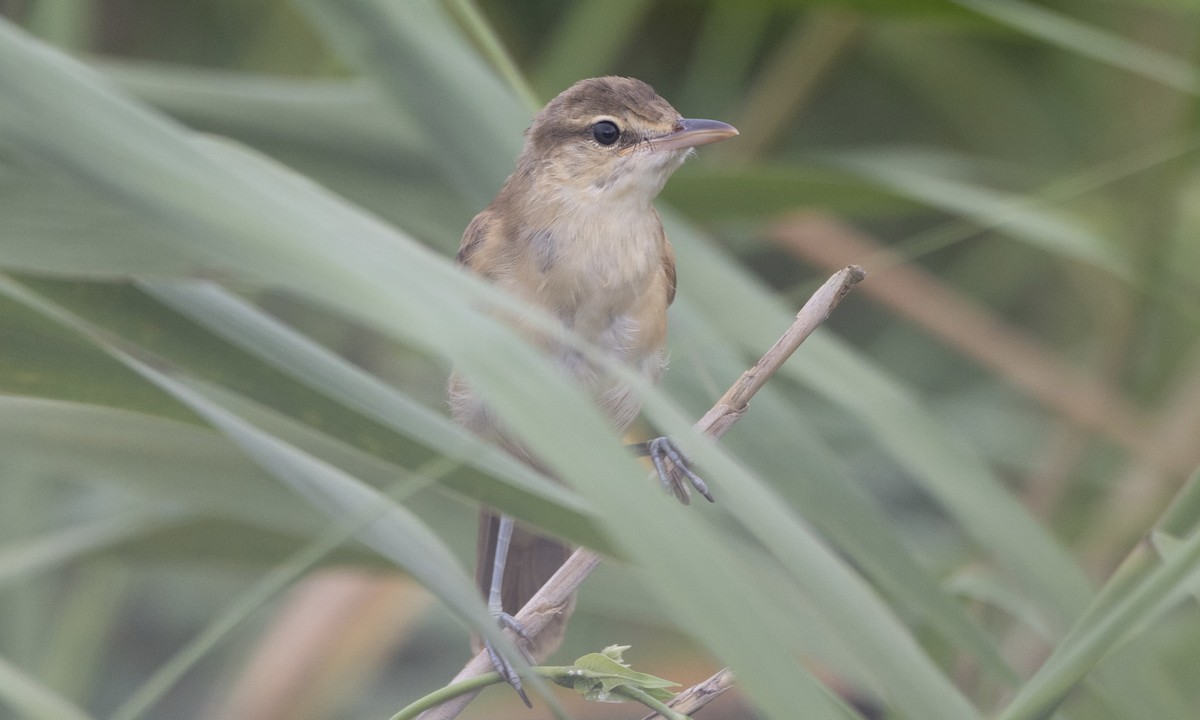 Oriental Reed Warbler - ML622122709