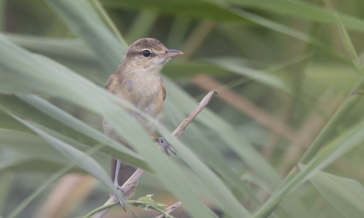 Oriental Reed Warbler - ML622122710