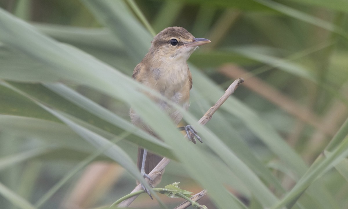 Oriental Reed Warbler - ML622122711