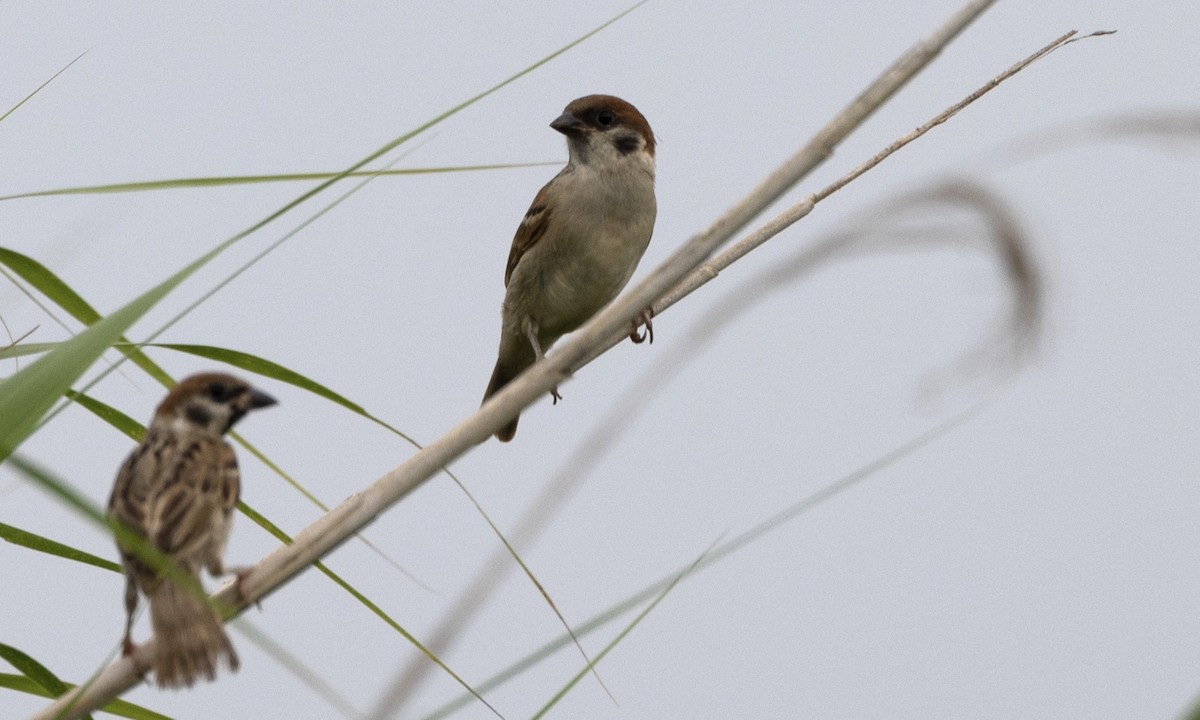 Eurasian Tree Sparrow - ML622122716