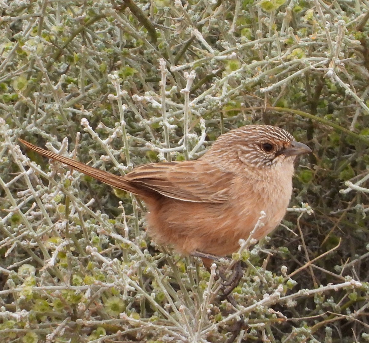 Thick-billed Grasswren - ML622122717