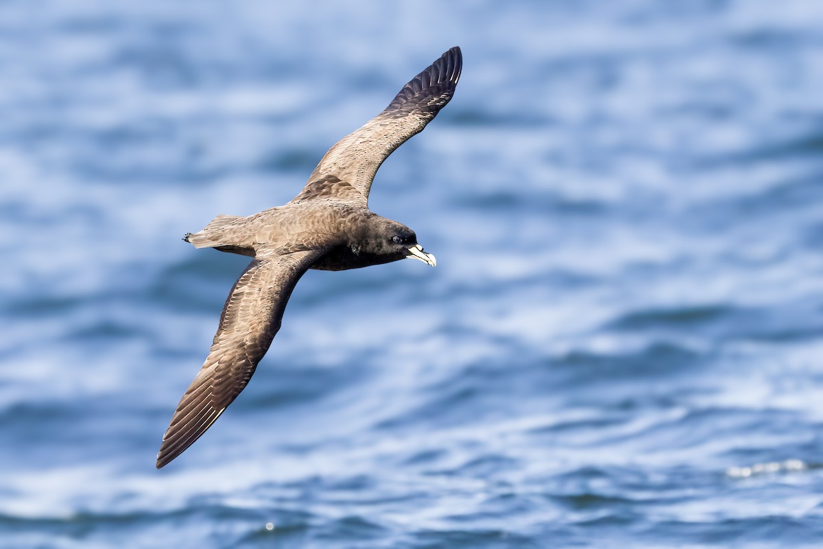 White-chinned Petrel - ML622122718