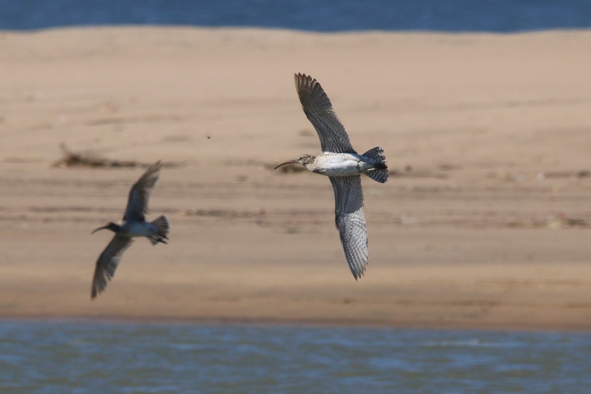 チュウシャクシギ（phaeopus） - ML622122719