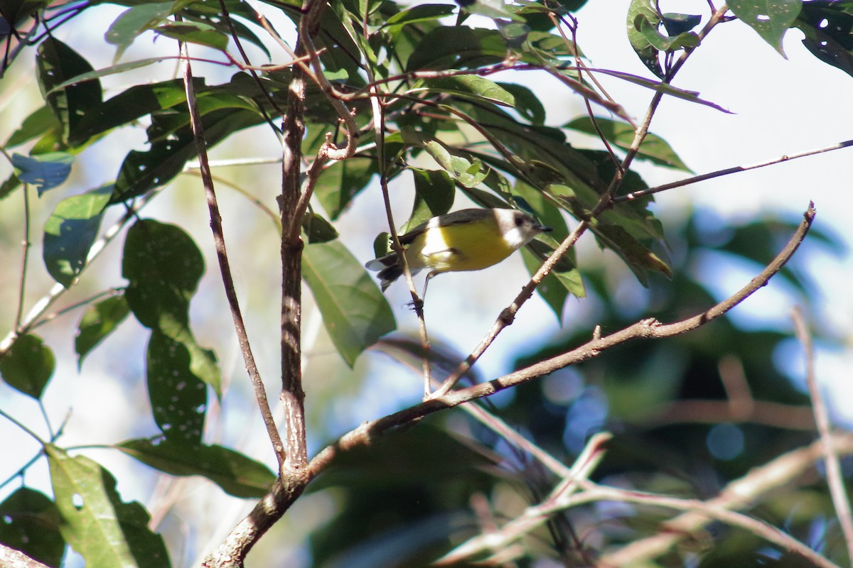 White-throated Gerygone - ML622122724