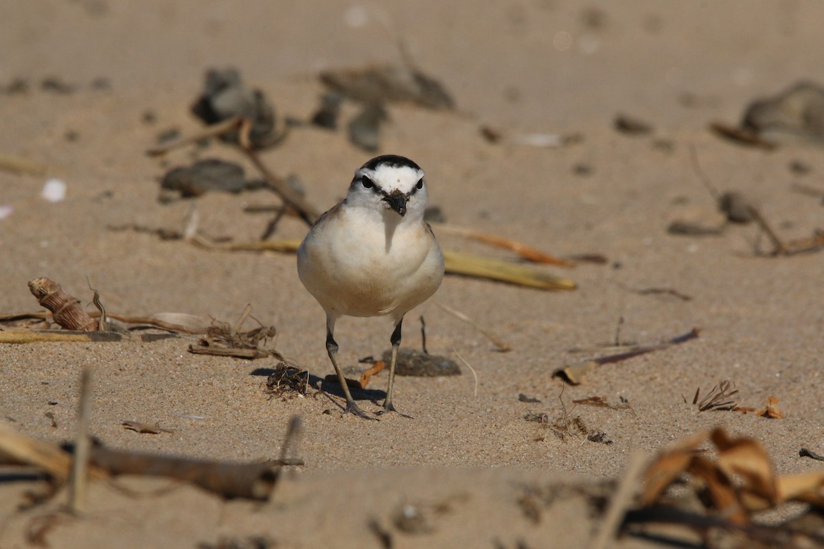 White-fronted Plover - ML622122726
