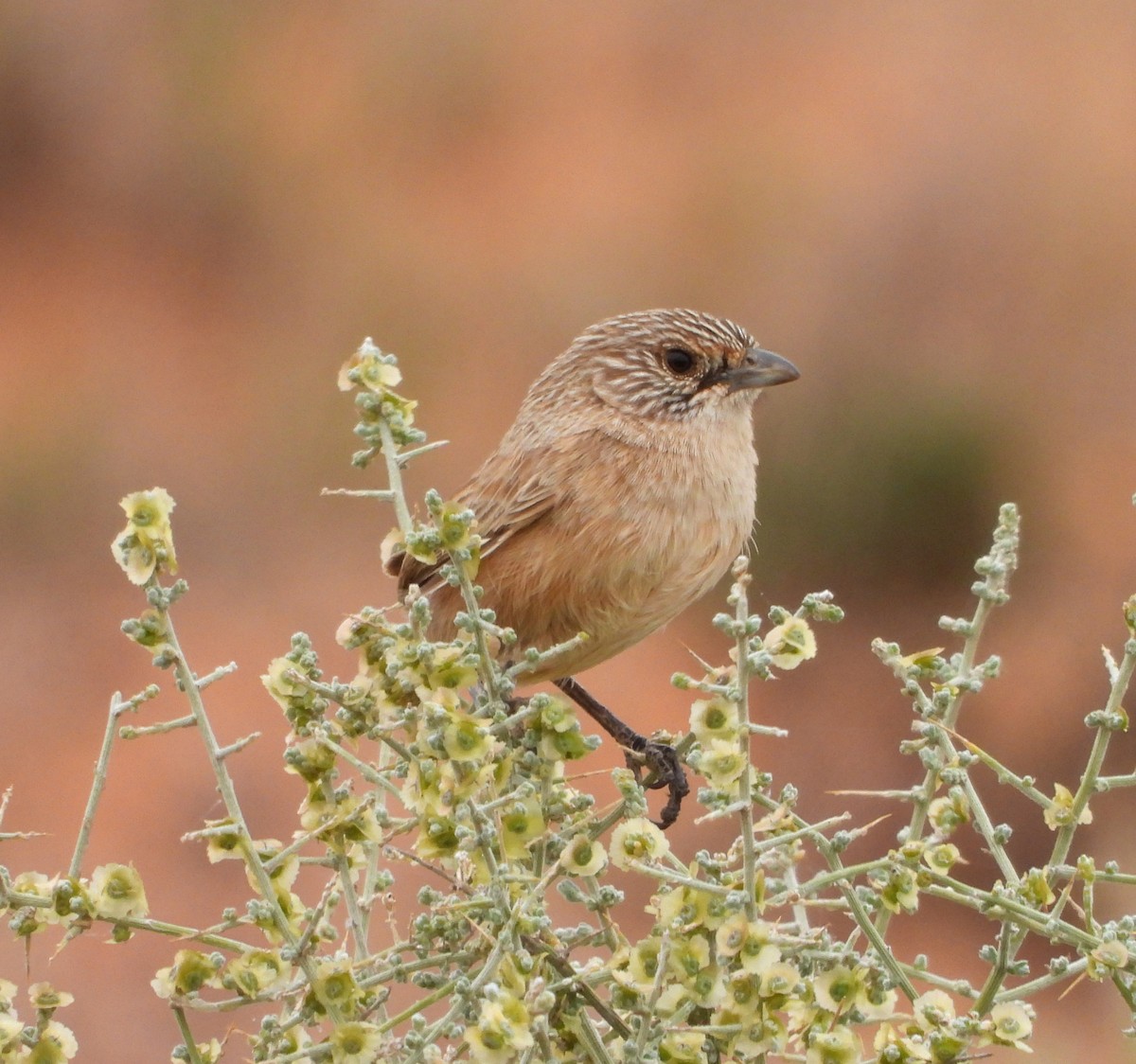 Thick-billed Grasswren - ML622122727