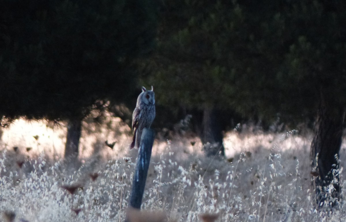 Long-eared Owl - ML622122728