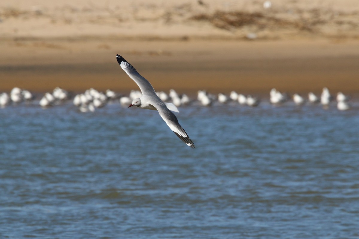 Gray-hooded Gull - Wigbert Vogeley