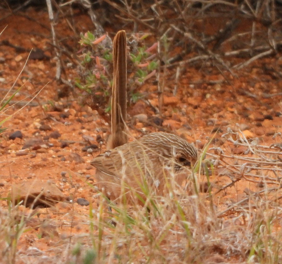 Thick-billed Grasswren - ML622122752