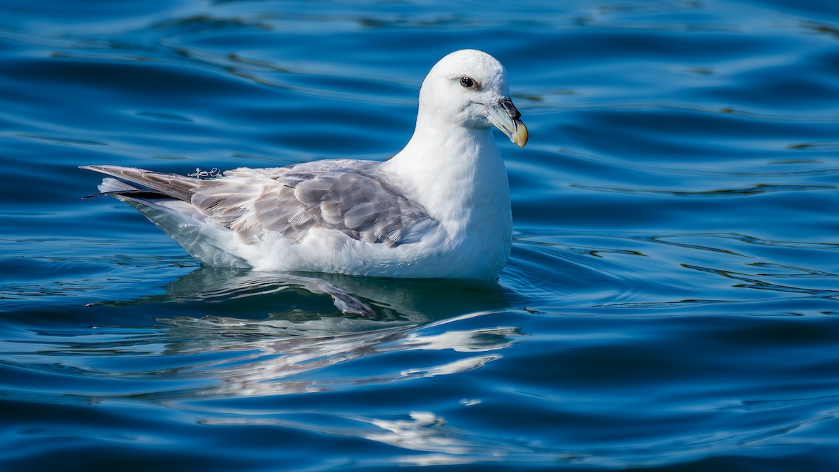 Fulmar Boreal - ML622122754