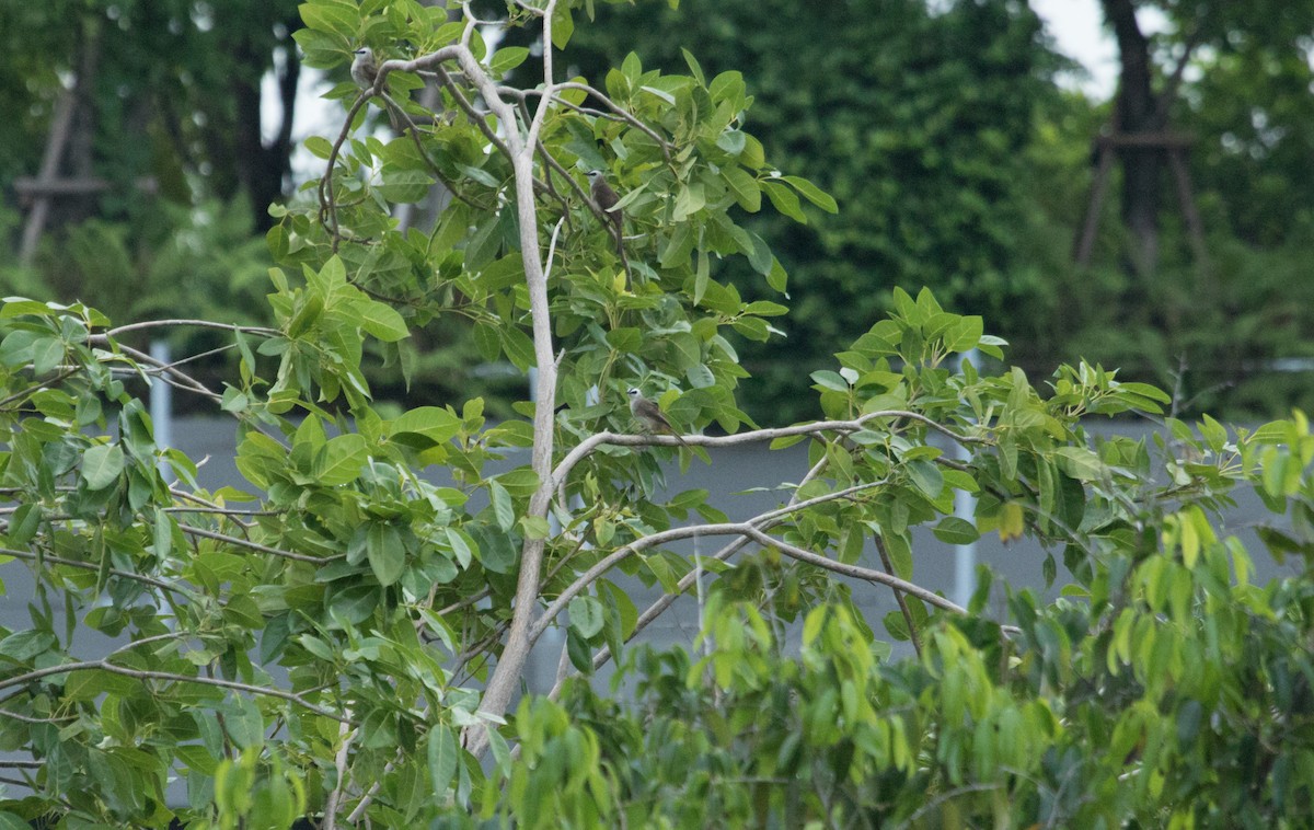 Yellow-vented Bulbul - ML622122755