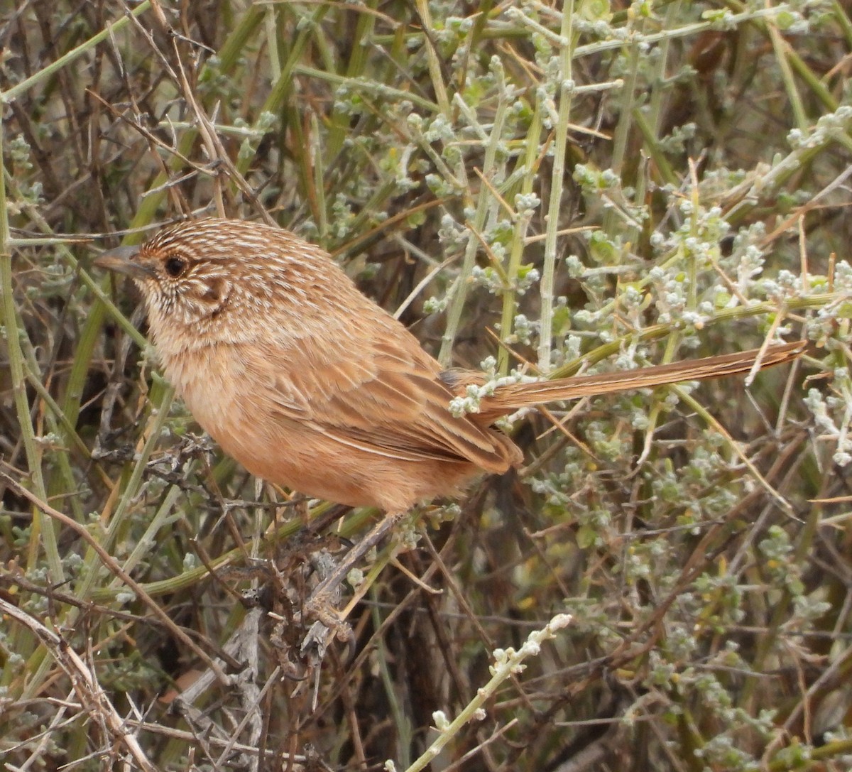 Thick-billed Grasswren - ML622122771