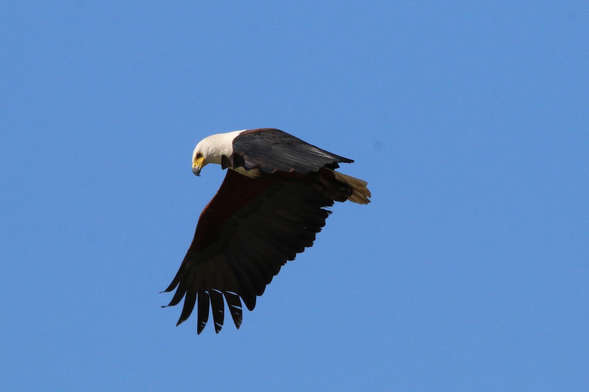 African Fish-Eagle - ML622122776