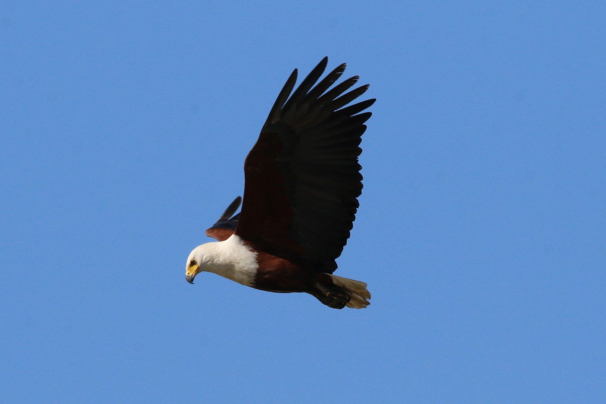 African Fish-Eagle - ML622122777