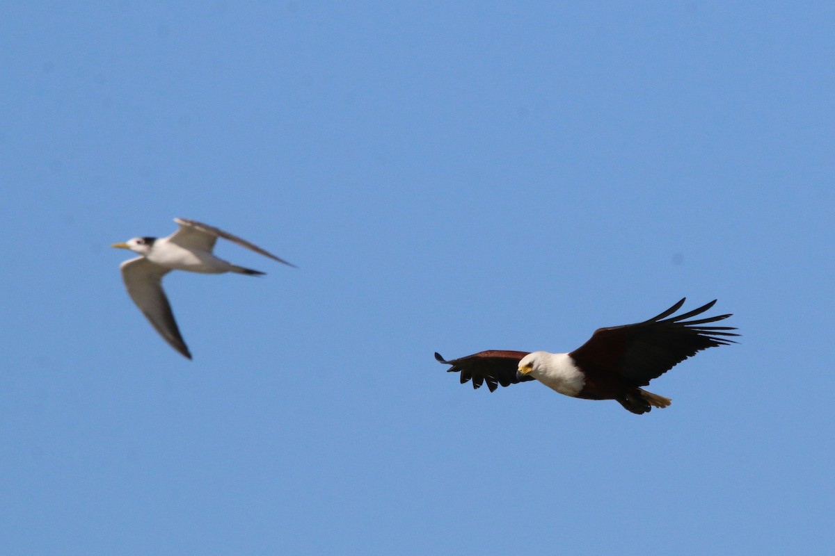 African Fish-Eagle - Wigbert Vogeley