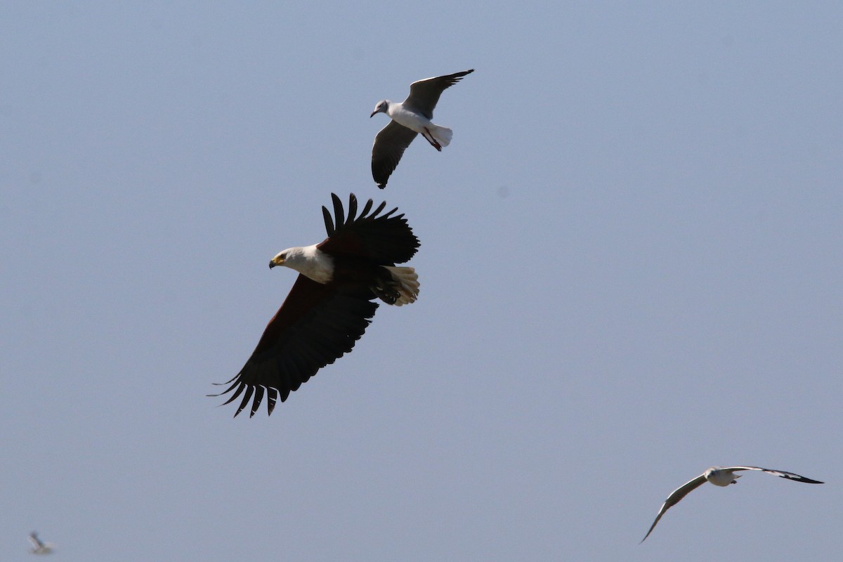 African Fish-Eagle - ML622122780