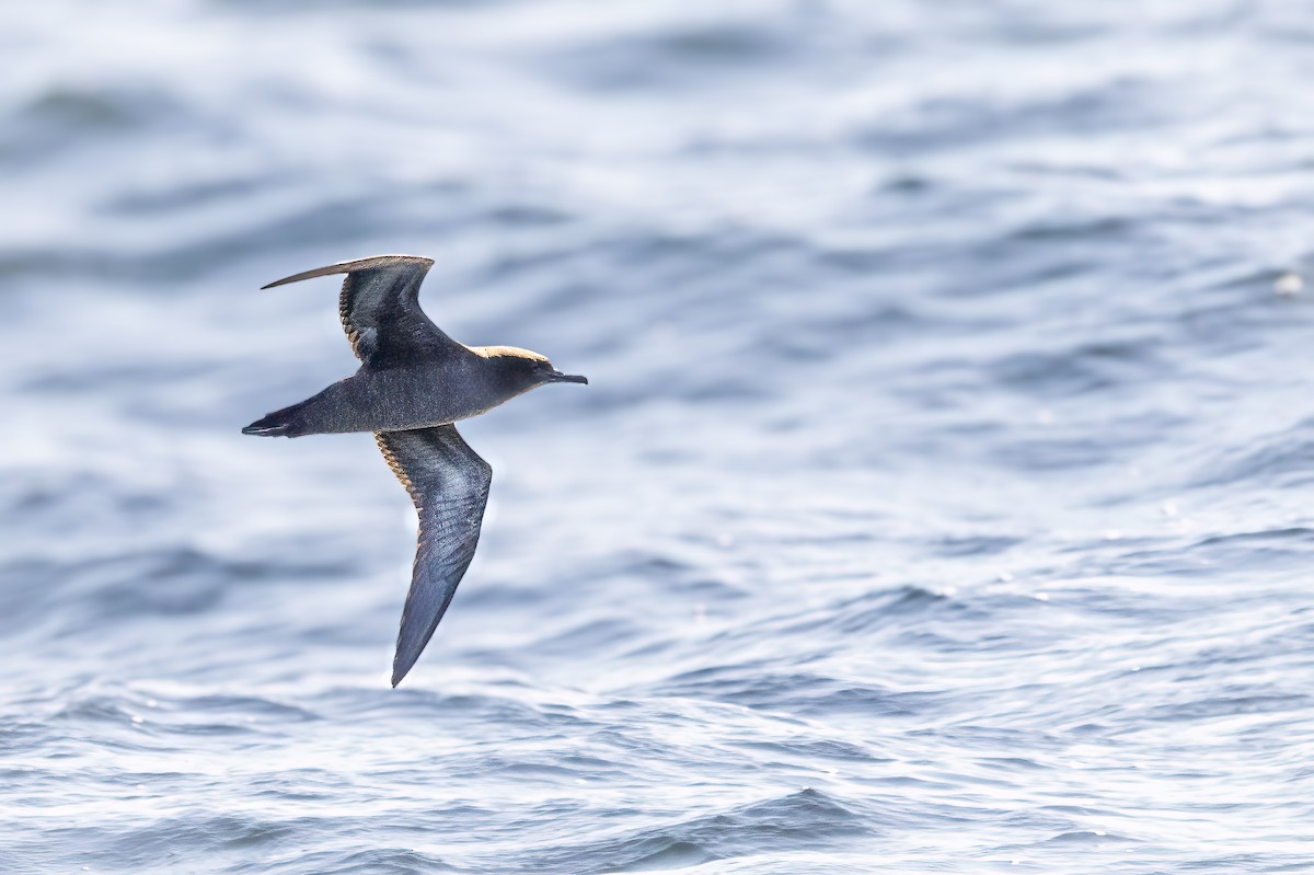 Sooty Shearwater - Michael Ortner