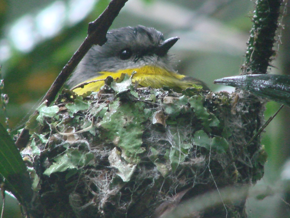 Eastern Yellow Robin - ML622122793