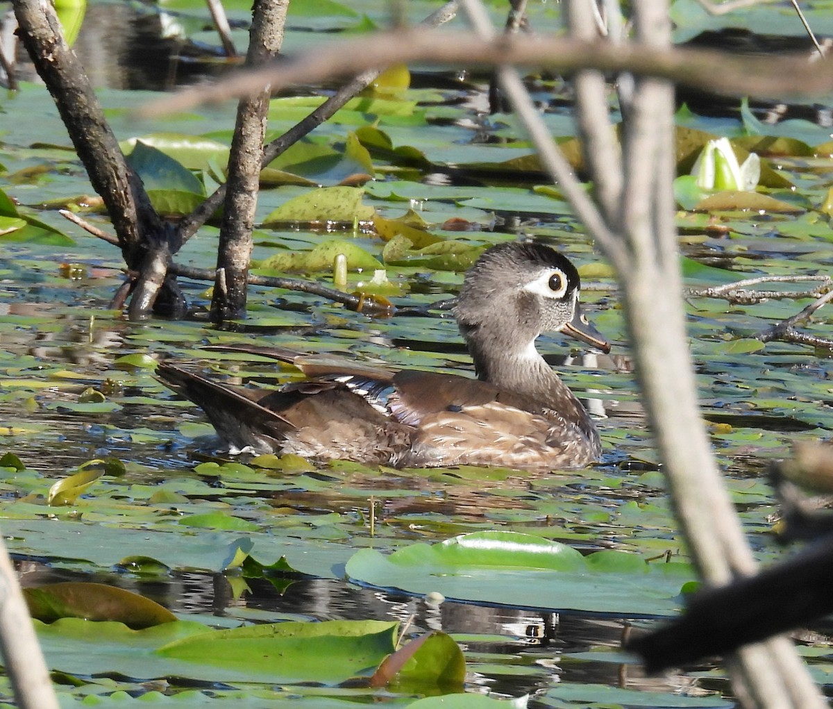 Pato Joyuyo - ML622122794