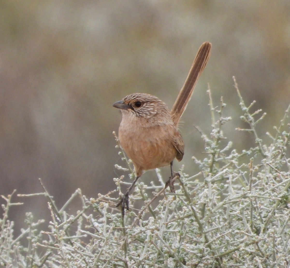 Thick-billed Grasswren - ML622122795