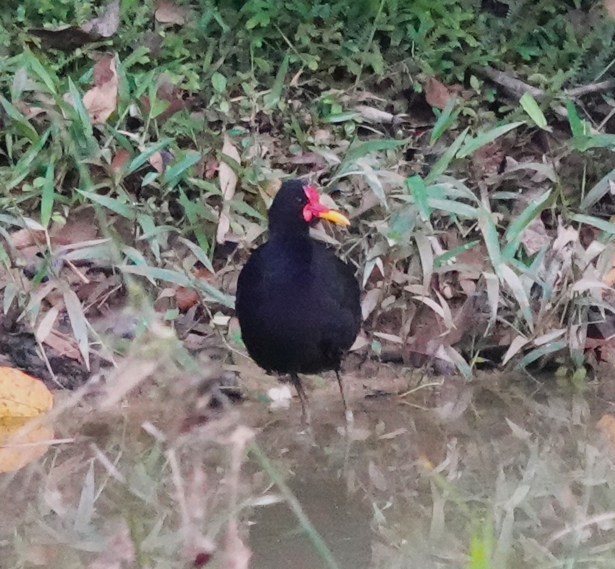 Jacana Suramericana - ML622122799