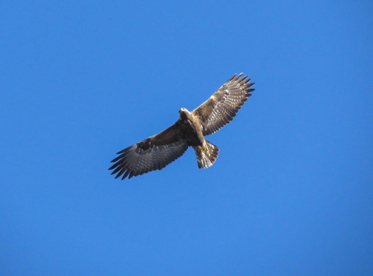 Águila Real - ML622122801