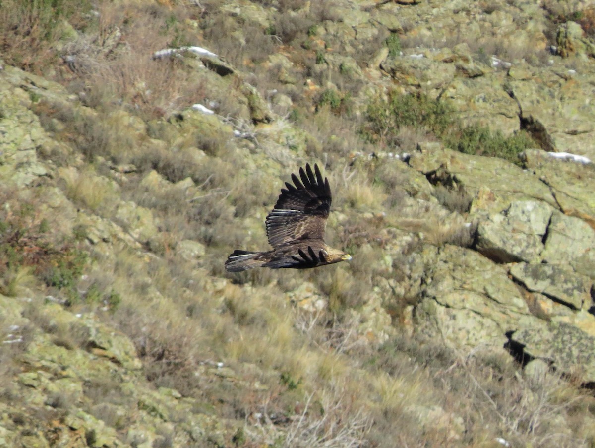 Águila Real - ML622122802