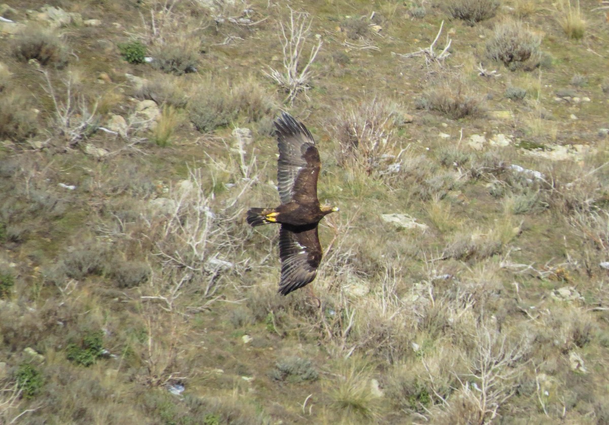 Águila Real - ML622122803