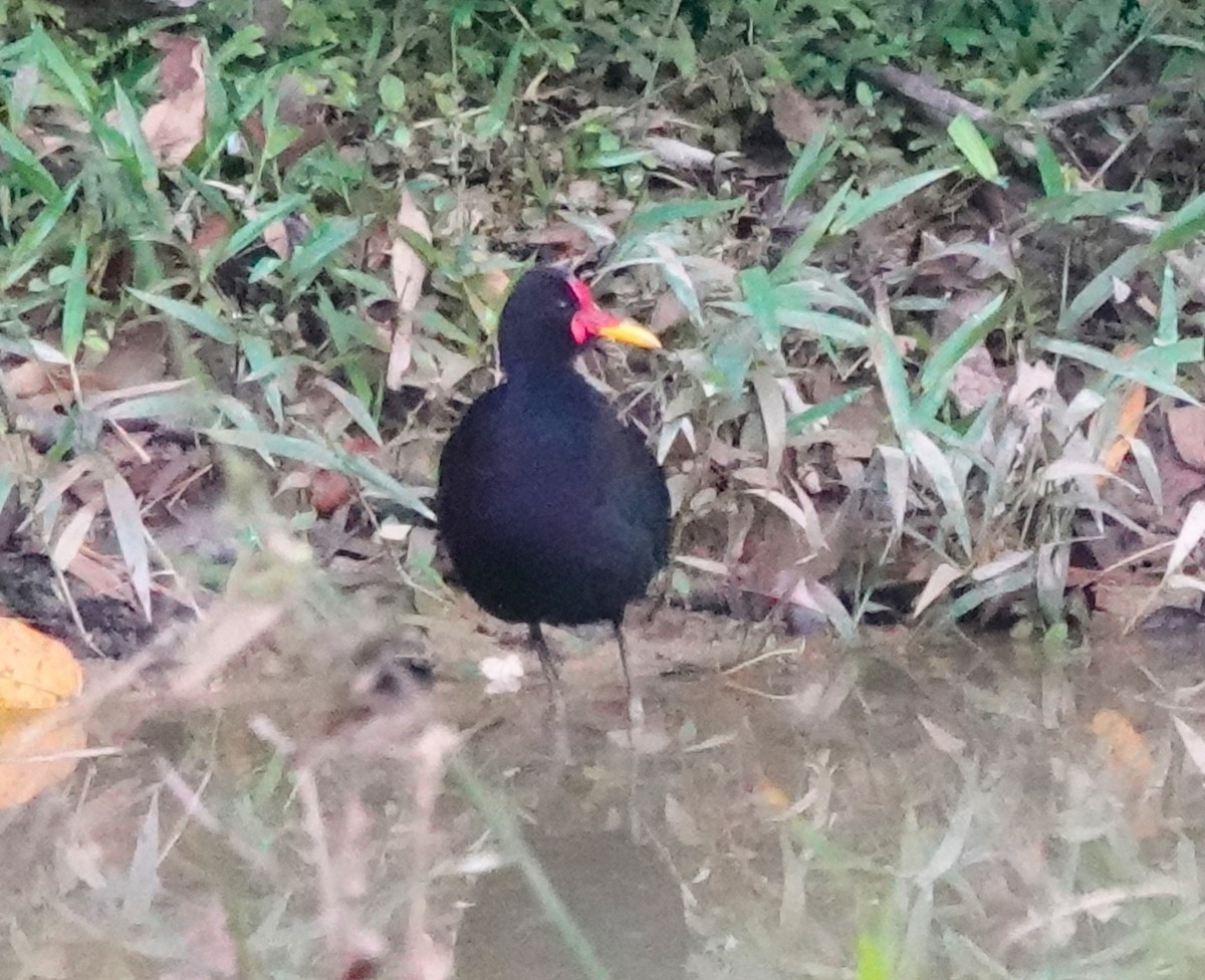 Jacana Suramericana - ML622122805