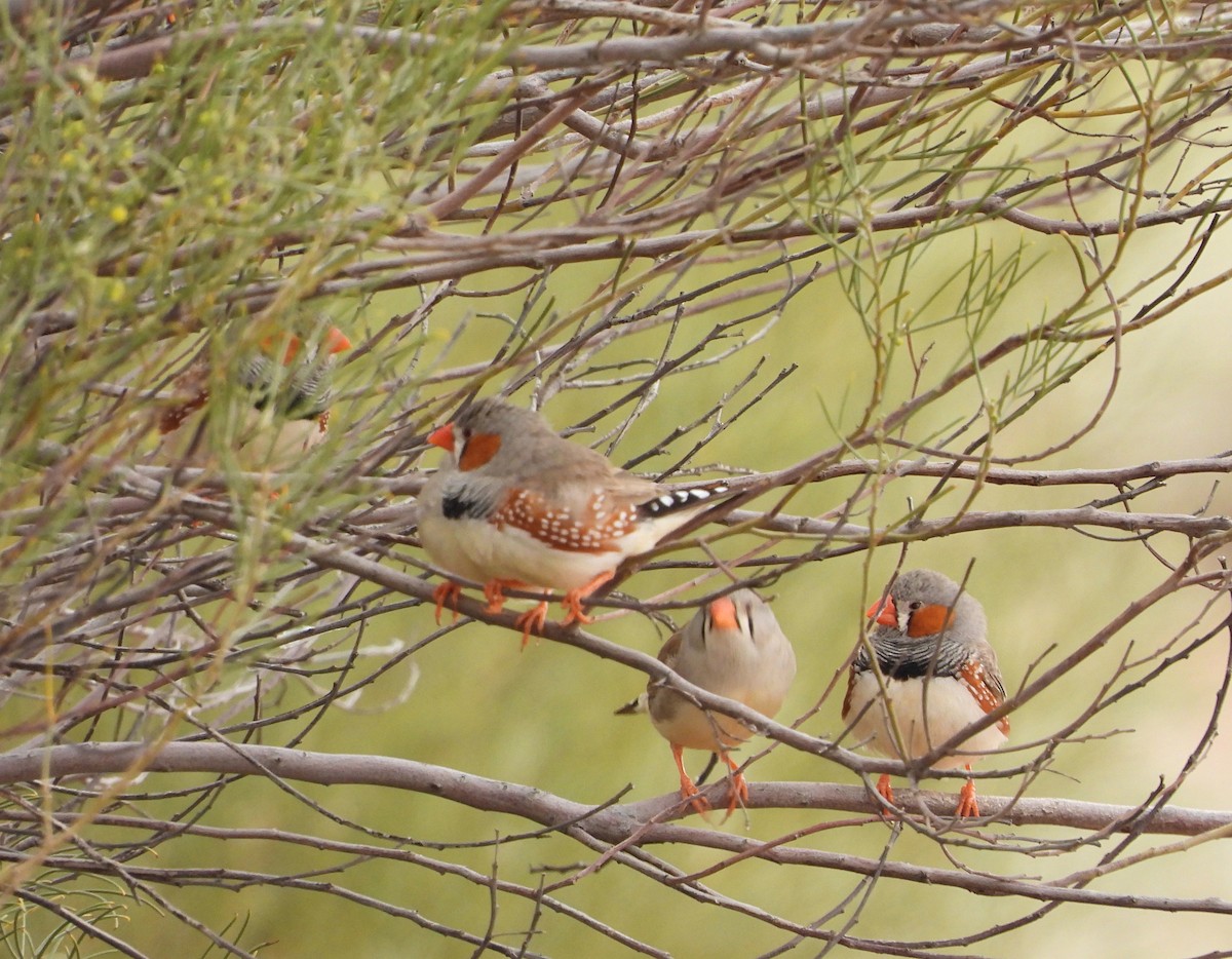 Zebra Finch (Australian) - ML622122806