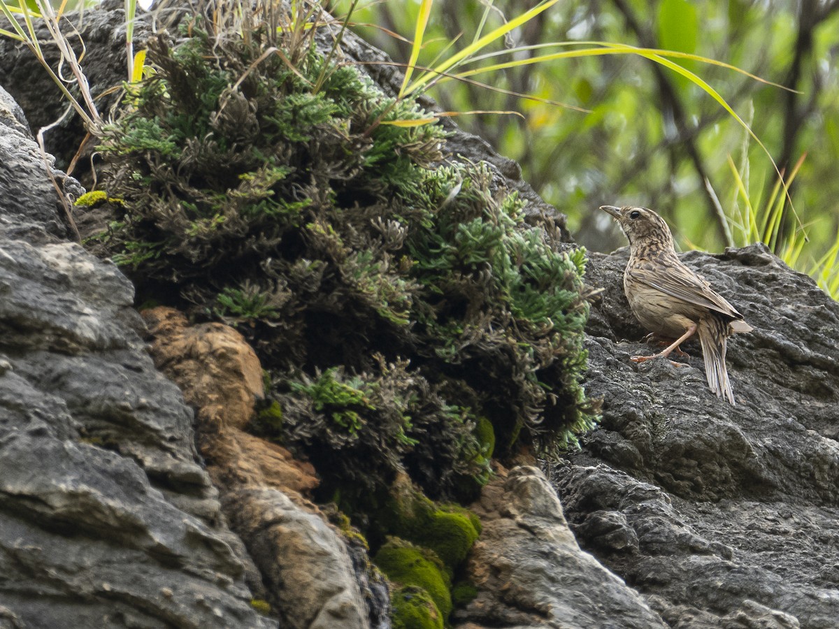 Upland Pipit - ML622122813