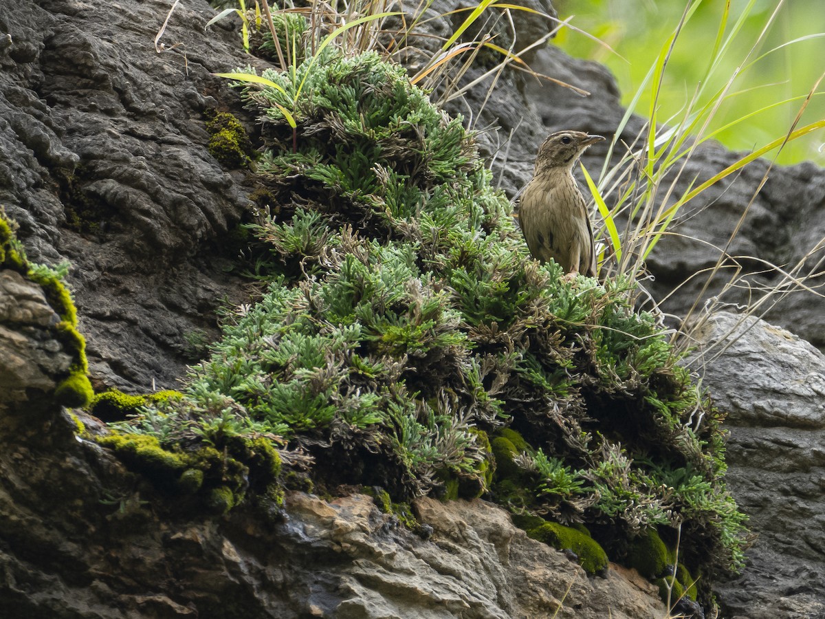 Upland Pipit - ML622122814