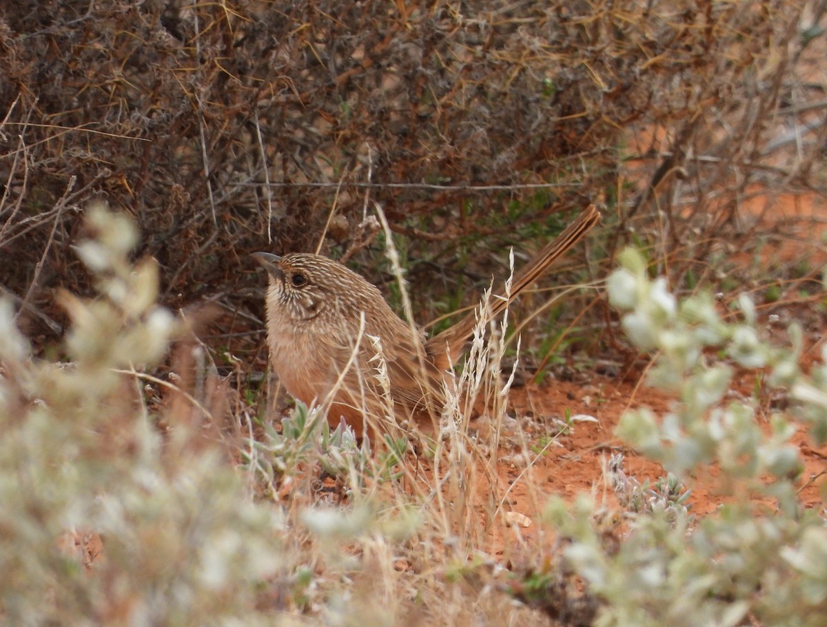 Thick-billed Grasswren - ML622122819