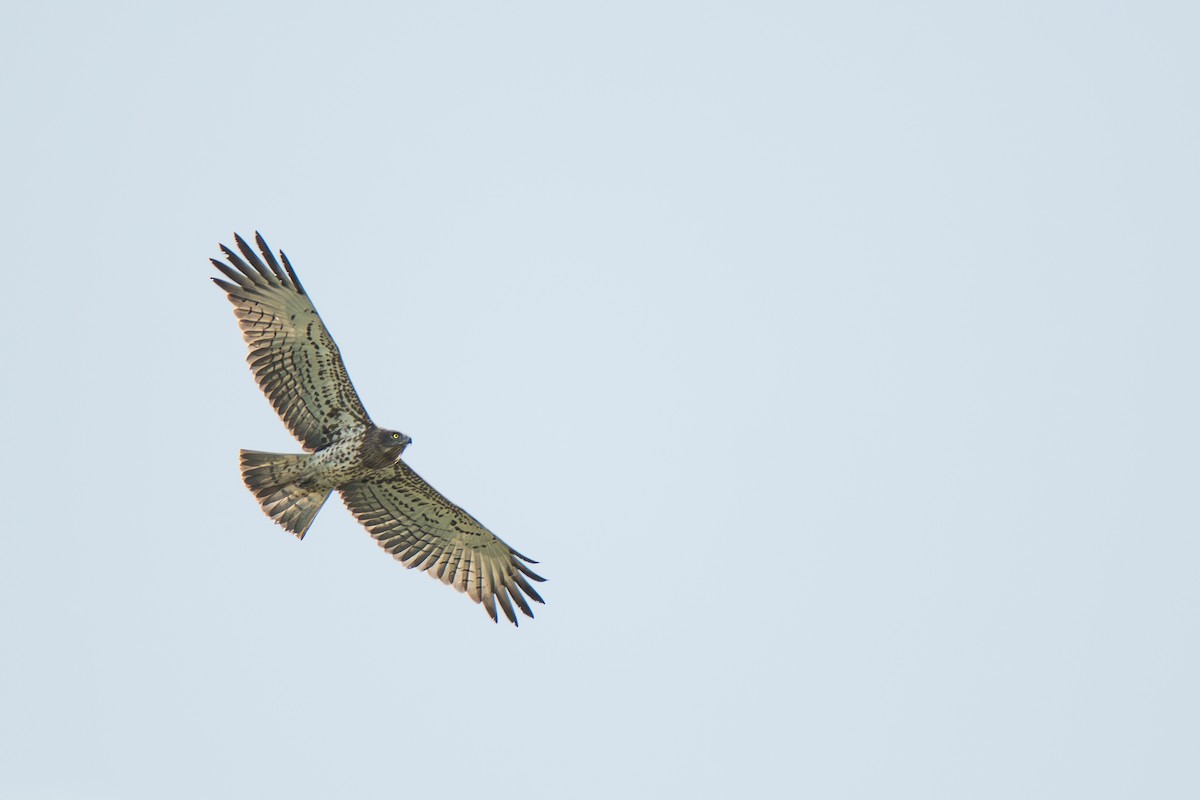 orlík krátkoprstý - ML622122820