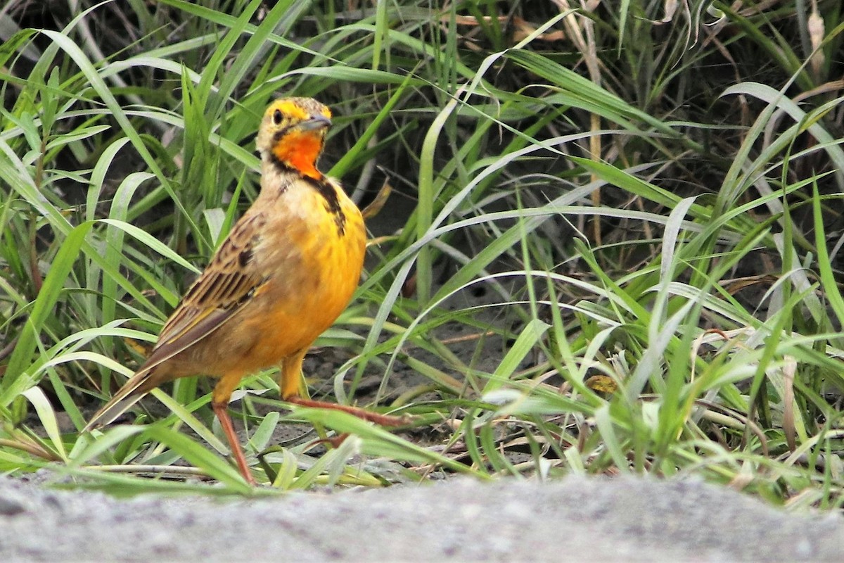 Orange-throated Longclaw - Jenny Wentzel